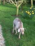 Ali - Weimaraner for sale.