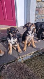 Kelpie x Labrador cross puppies for sale.