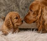 Cocker spaniels puppies in Monaghan for sale.