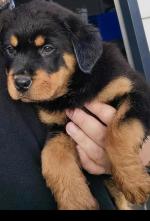 2 Pure Bred Male Rottweiler puppies in Wexford for sale.
