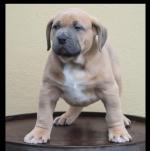Xl American Bully puppies for sale.