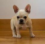 IKC registered small french bulldogs for sale.