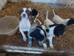 German Pointer pups in Wexford for sale.