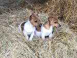 2 male Jack Russell pups for sale.