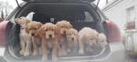 Beautiful double vaccinated Golden Retriever pups for sale.