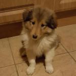 Rough Collie puppies, IKC registered for sale.