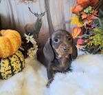 Miniature Dachshund puppies IKC Registered for sale.