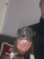 IKC Blue Staffordshire Bull Terrier pups for sale.