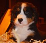 Bernese Mountain puppies for sale.