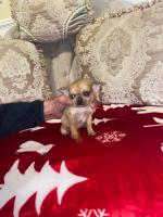Chihuahua puppies in Dublin for sale.