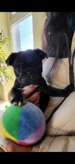 IKC Pedigree pugs in Galway for sale.