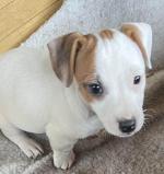 Jack Russell Terrier for sale.