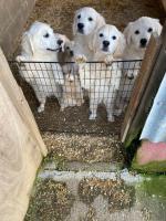 IKC Registered Golden Retrievers in Meath for sale.