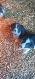 Collie pups for sale.