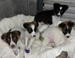 Collie puppies in Cavan for sale.