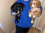 Small breed working Cocker Spaniel pups for sale.