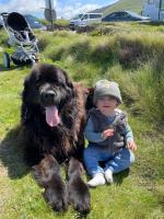 Friendly 4 year old IKC Newfoundland needs a new home for sale.