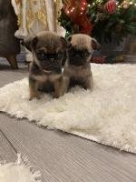 Fawn Pug puppies for sale.
