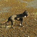 Staffordshire bull terrier for sale.