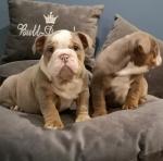English bulldog puppies for sale.