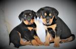 Rottweiler puppies in Limerick for sale.
