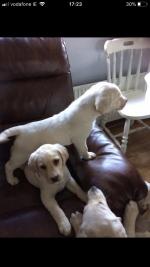 Beautiful Labrador puppies for sale.