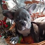 Amazing female French Bulldogs, IKC Registered for sale.