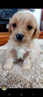 Cavapoo puppies in Limerick for sale.