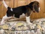 Beagle puppies in Cork for sale.