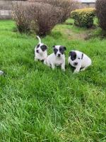 Jack Russell Cross Pups for sale.