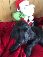 Cocker spaniel puppies for sale.