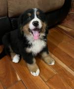 Pure Bred Bernese Mountain Dog Puppies for sale.