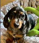 Beautiful Miniature smooth coat Dachshund puppies for sale.