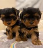 BEAUTIFUL MINIATURE YORKSHIRE TERRIER PUPPIES €550 for sale.