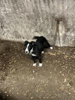 Collie pups in Mayo for sale.