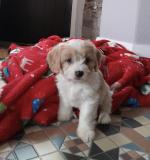 Cavachon puppies in Wicklow for sale.