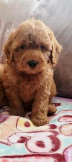 Beautiful Cockapoo puppies for sale.