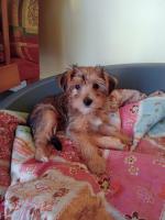 Tilly the Yorkshire Terrier for sale.
