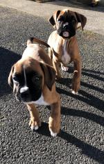 IKC registered Boxer puppies for sale.