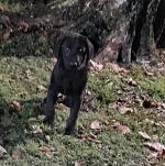 IKC Reg (pending) Labrador puppies for sale.