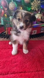 Rough Collie for sale.