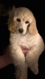 Standard Poodle Pups in Derry for sale.