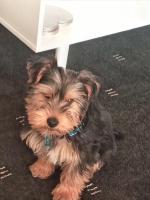 Rokyy the Yorkshire Terrier for sale.