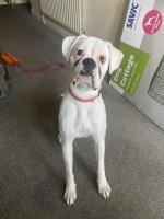 Frank the Boxer, IKC registered for sale.