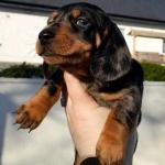 Dachshund pups for sale.
