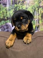FEMALE Rottweiler in Meath for sale.