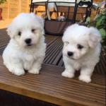 Royal Dog of Madagascar - The Rare Coton de Tulear for sale.