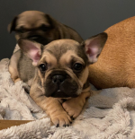 French Bull dog pups for sale.