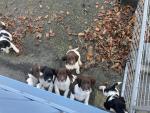 IKC Springer Spaniel puppies for sale.