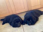 Newfoundland Puppies, IKC registered for sale.
